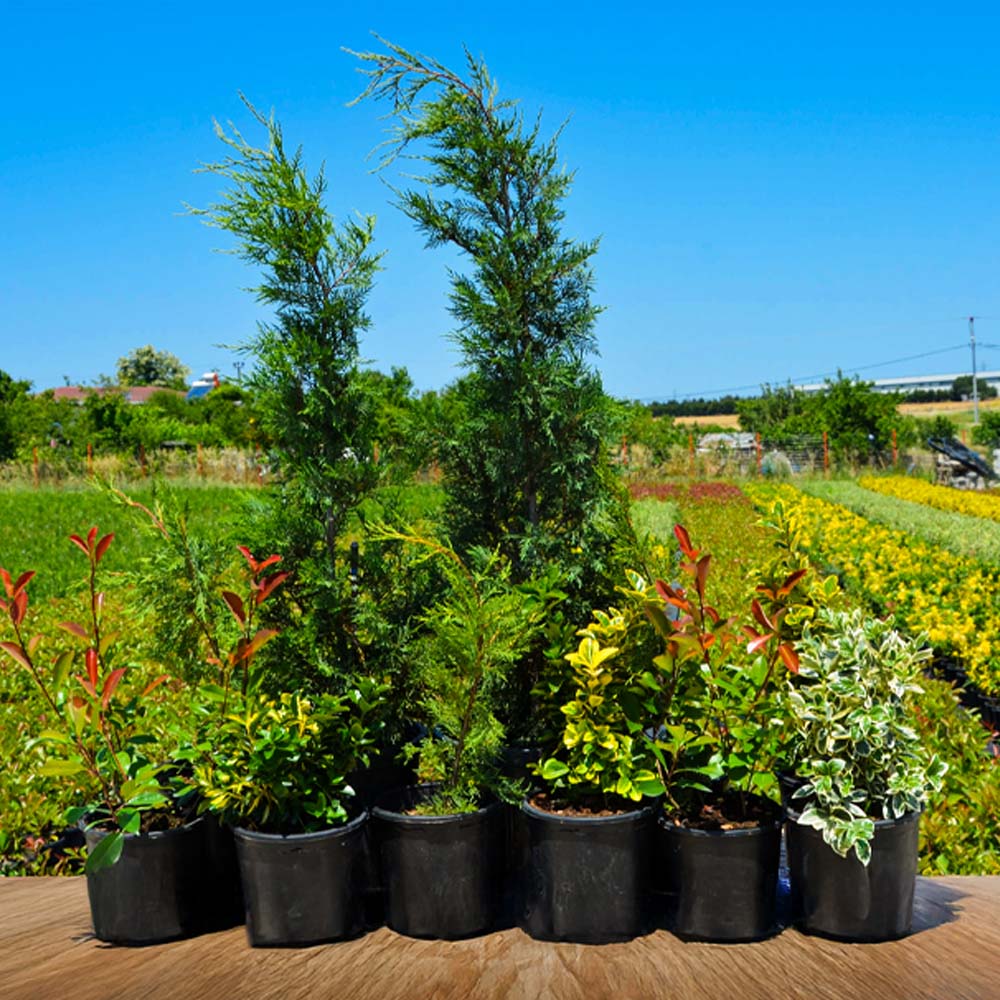 Toprakarme Fidanlığı Hizmet Alanları - Peyzaj Bitkileri Üretimi ve Satışı