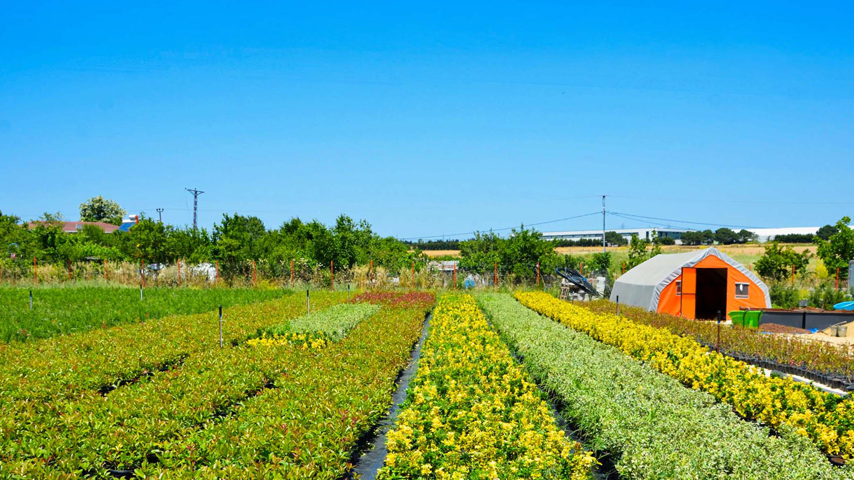 Peyzaj Bitkileri Üretimi ve Satışı